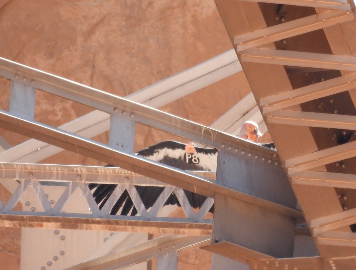 California Condor - ML642729643