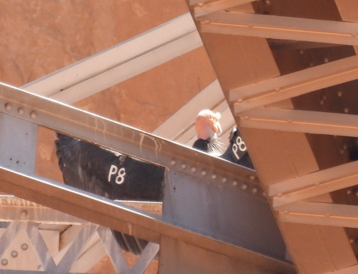 California Condor - ML642729645