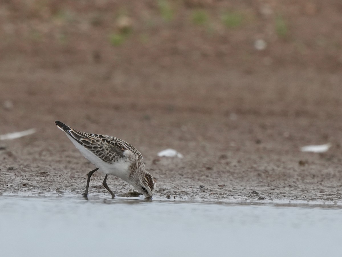 Little Stint - ML642729647