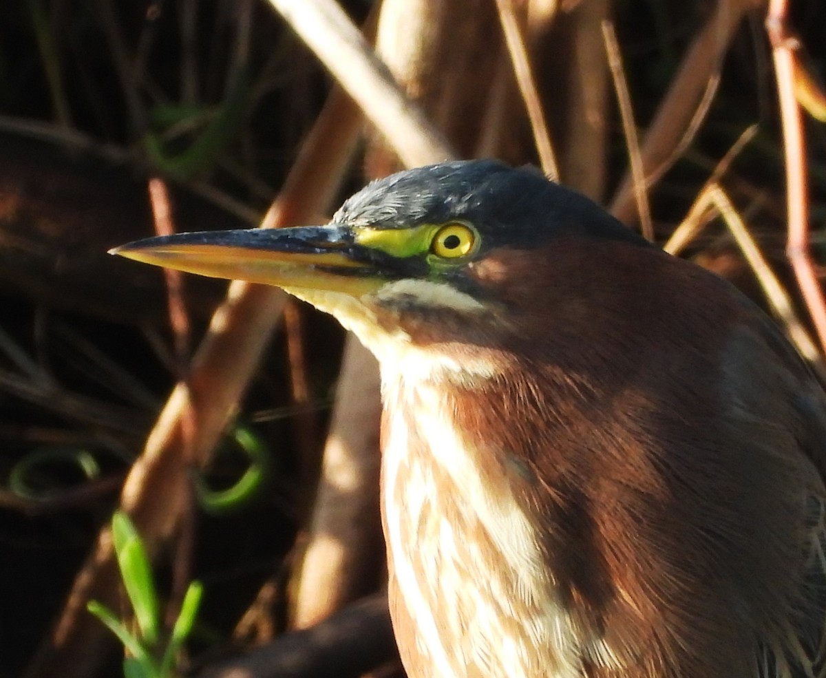 Green Heron - ML642729652