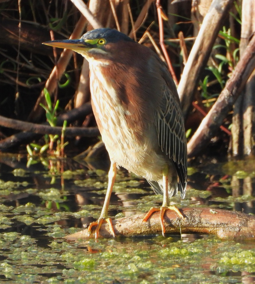 Green Heron - ML642729654