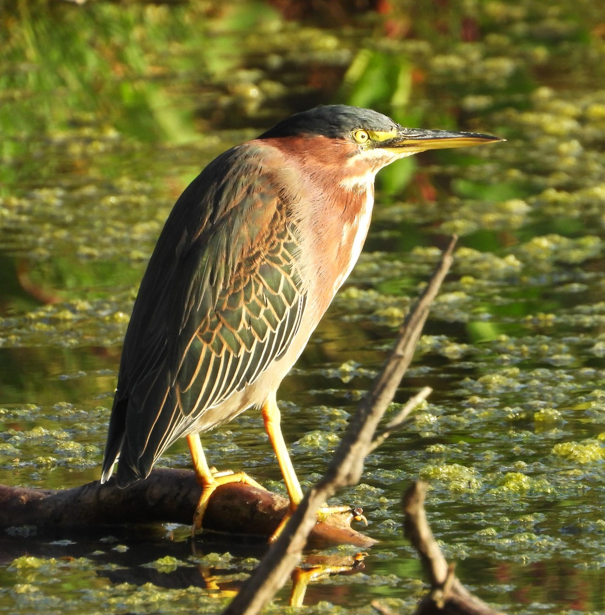 Green Heron - ML642729655