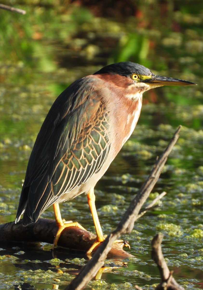Green Heron - ML642729656