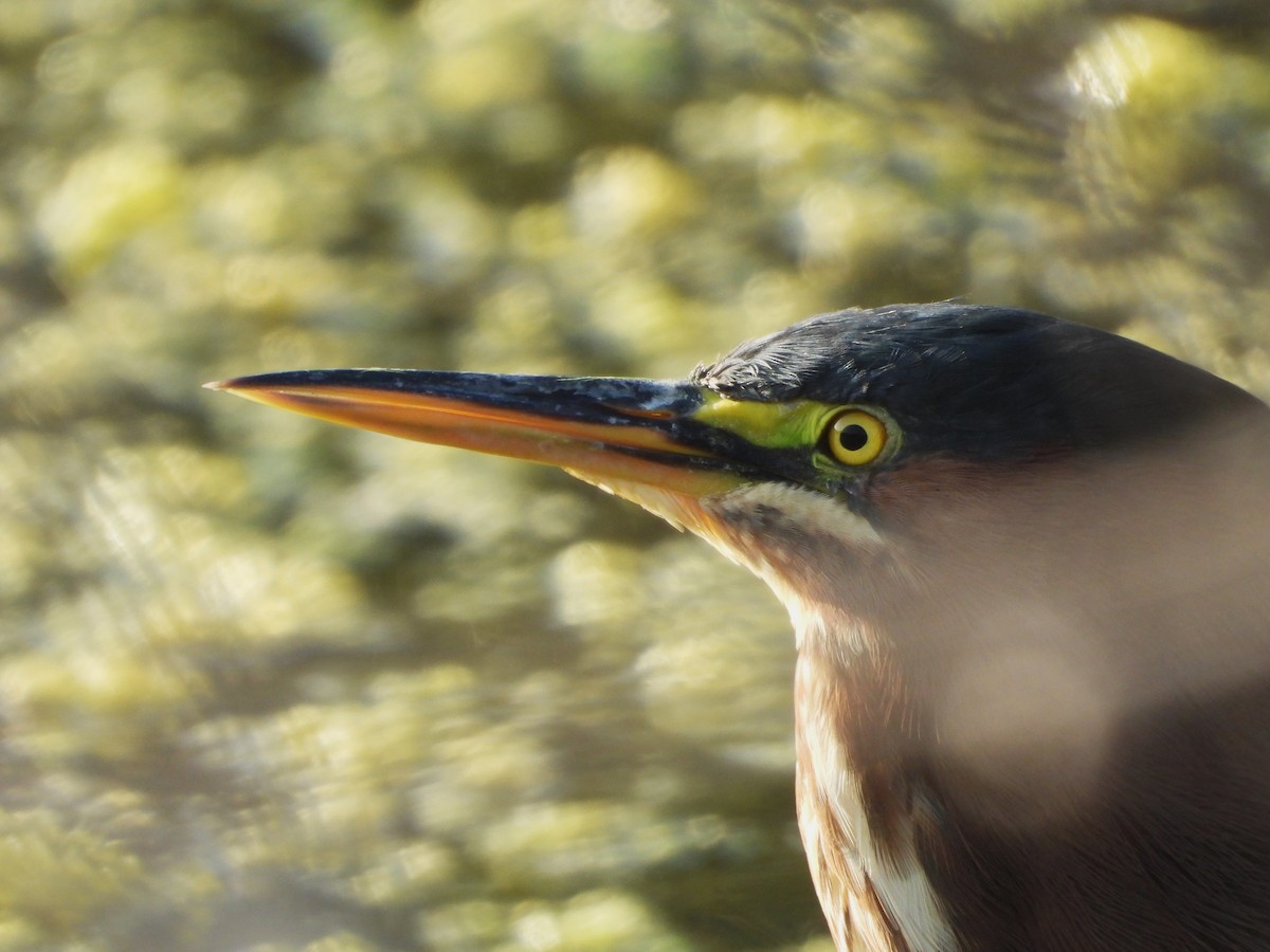 Green Heron - ML642729657