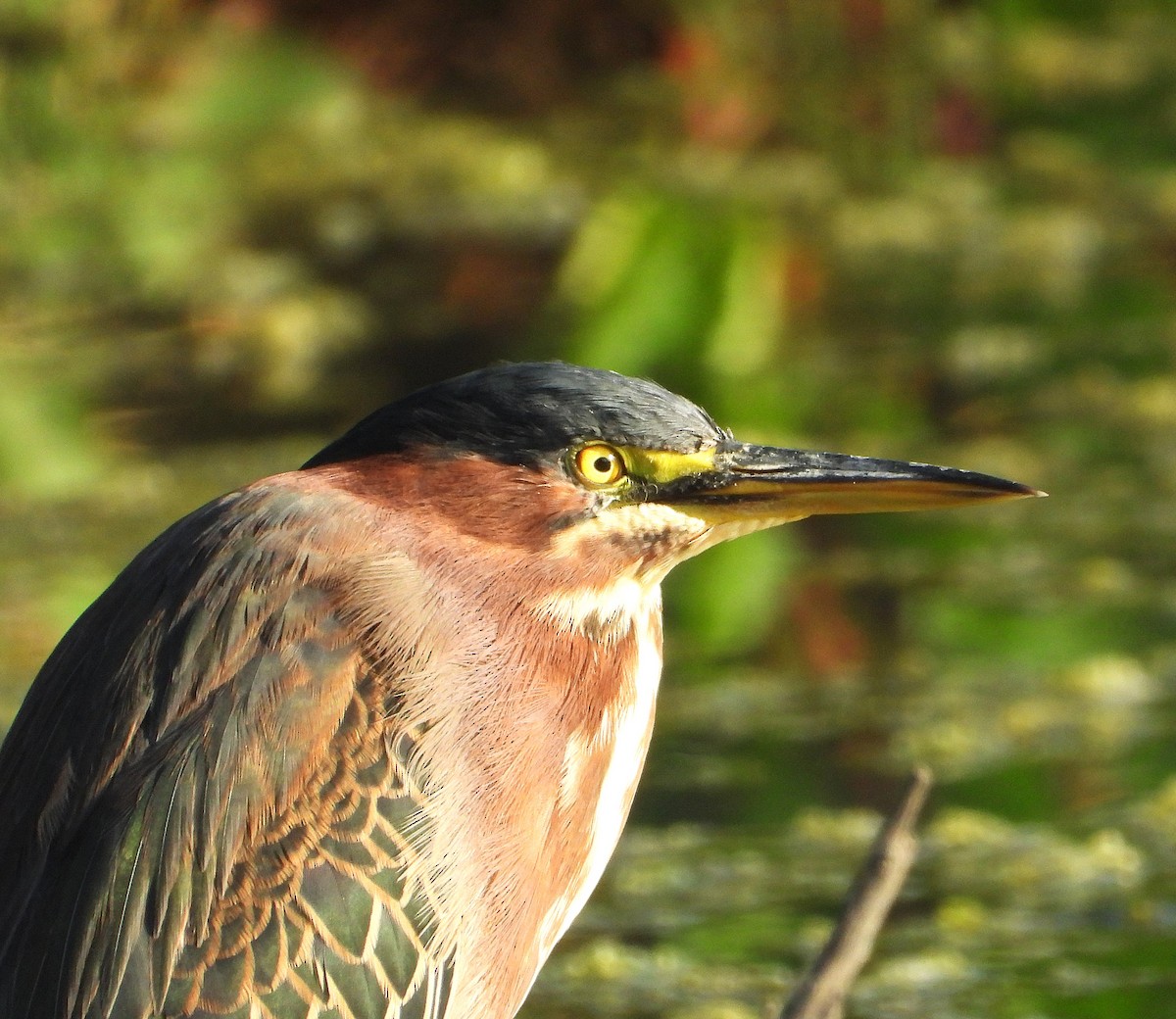 Green Heron - ML642729658