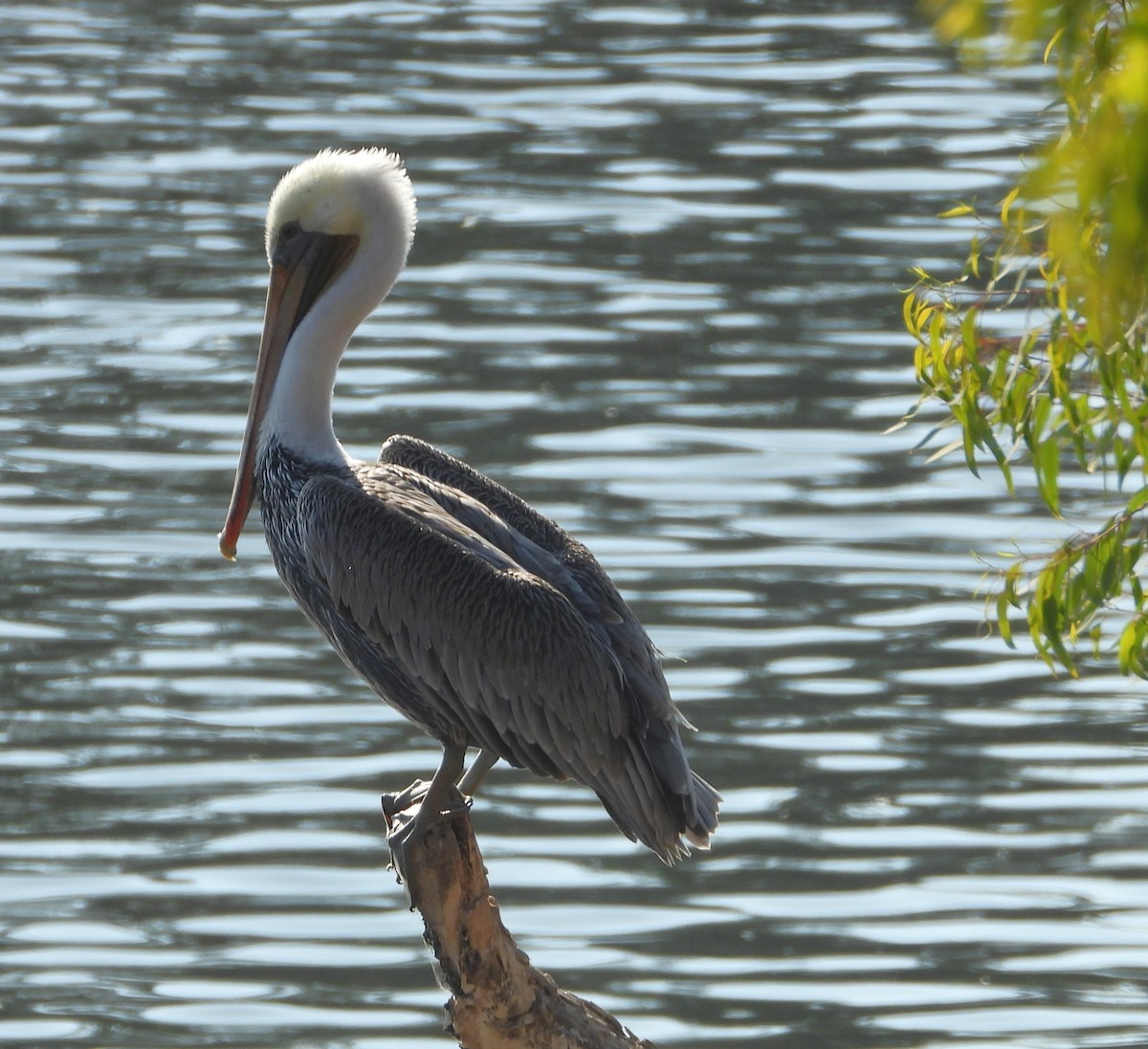 Brown Pelican - ML642729681
