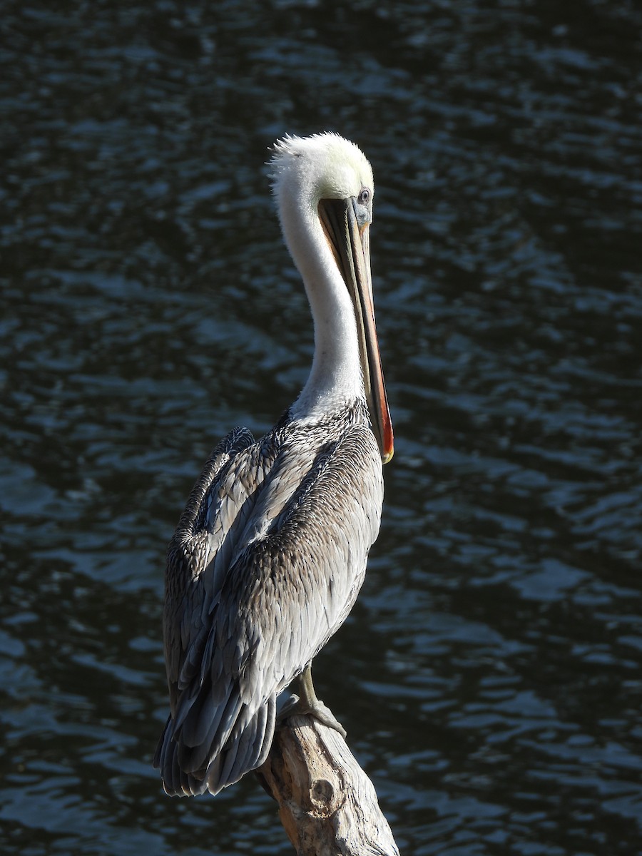 Brown Pelican - ML642729682