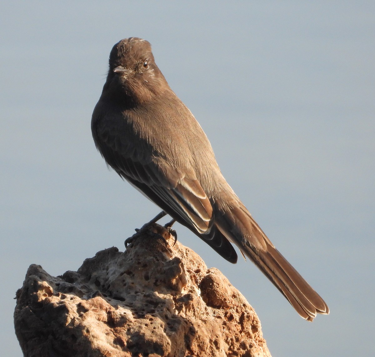 Black Phoebe - ML642729698