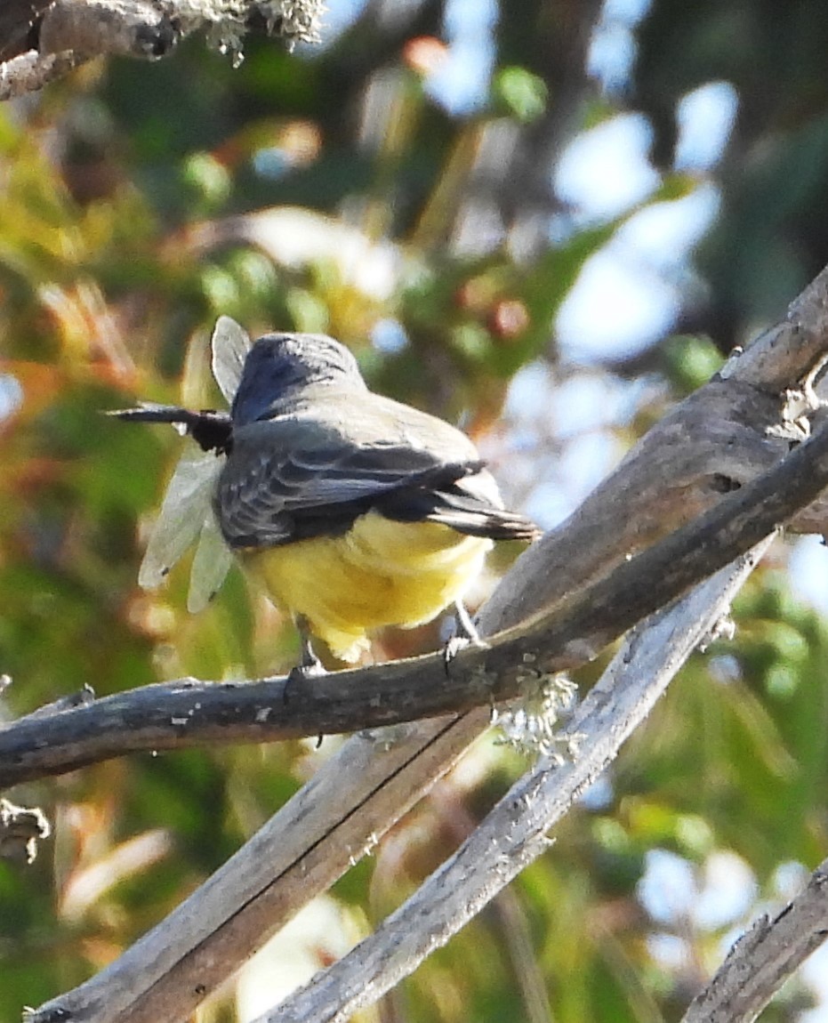 Cassin's Kingbird - ML642729714