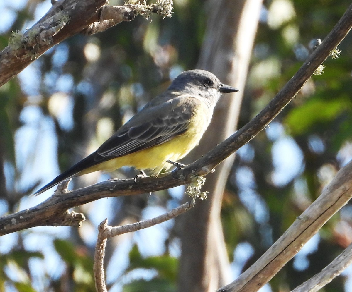 Cassin's Kingbird - ML642729715