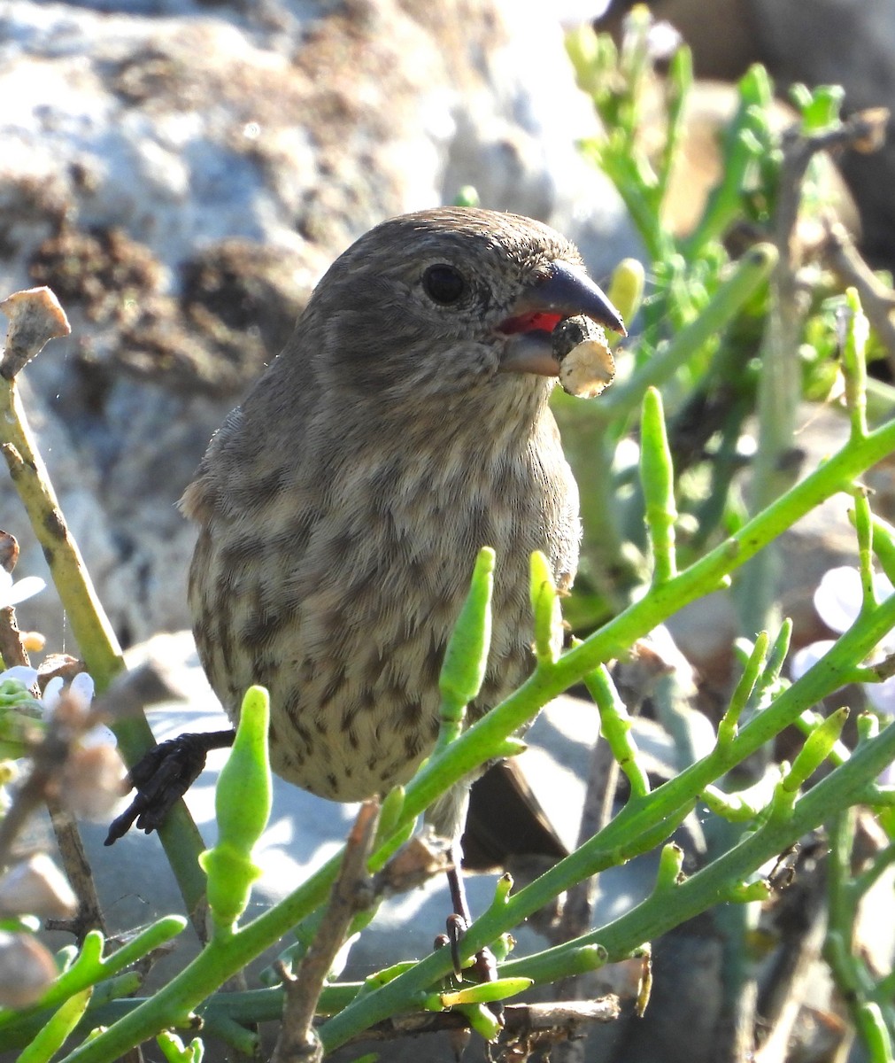 House Finch - ML642729735