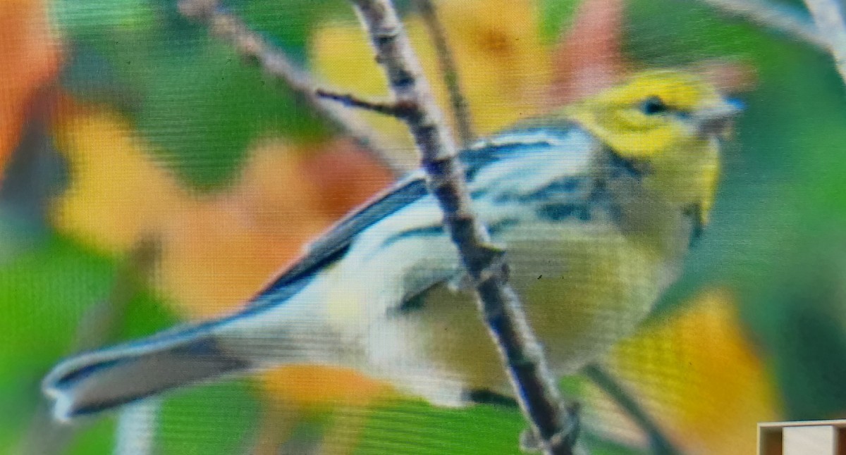 Black-throated Green Warbler - ML642729739