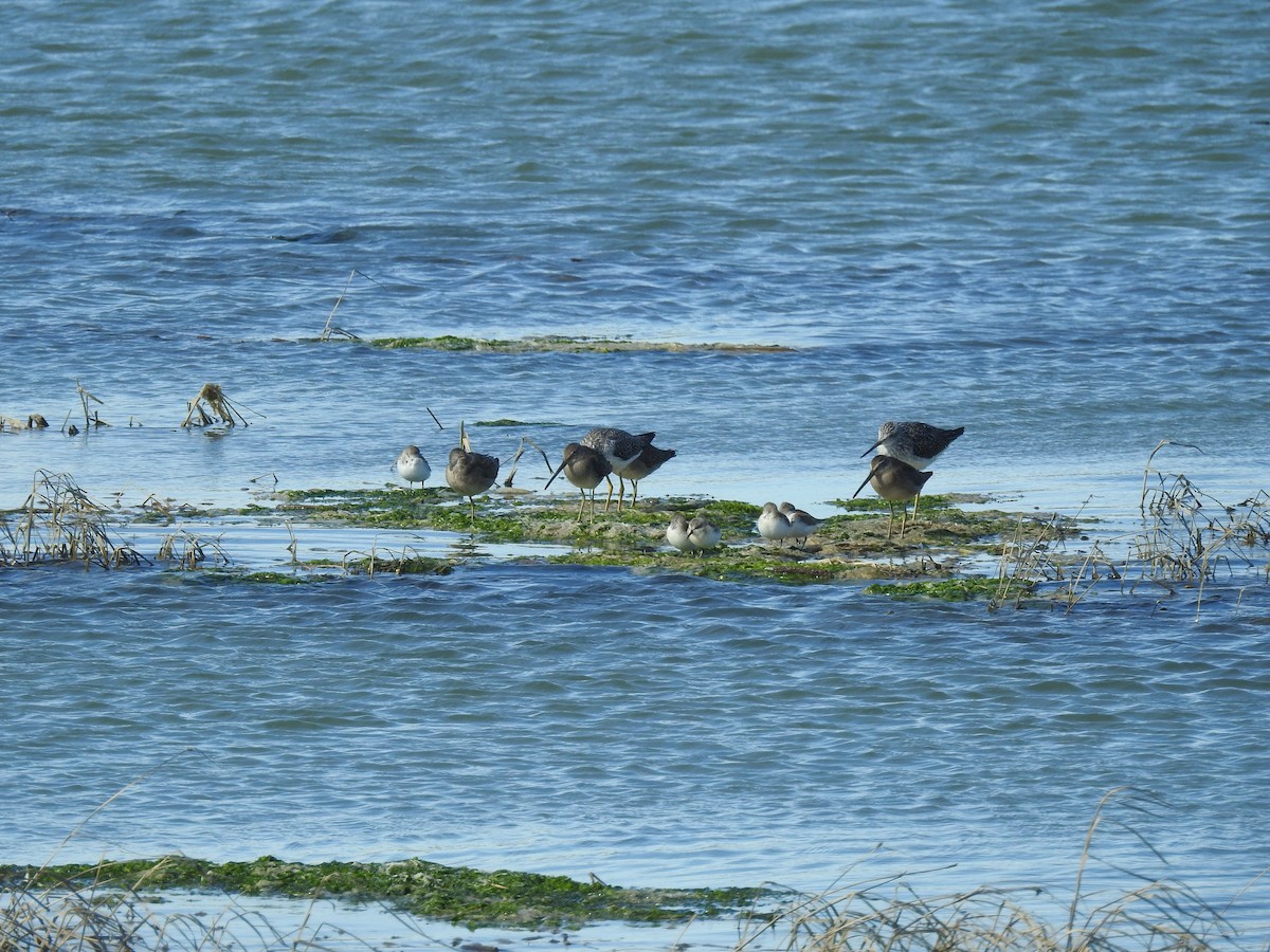 Хараалжин цууцил - ML642729760