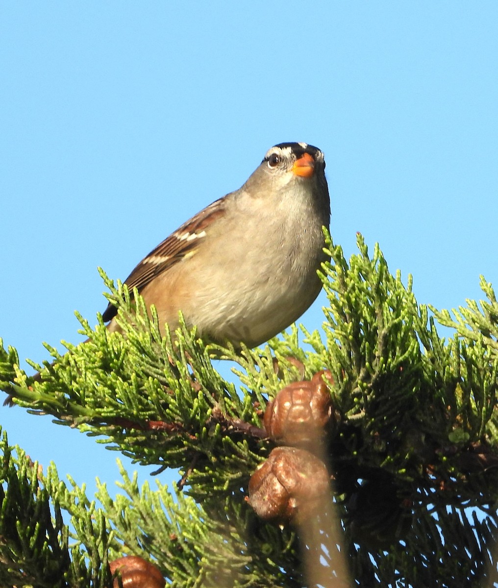 White-crowned Sparrow - ML642729764