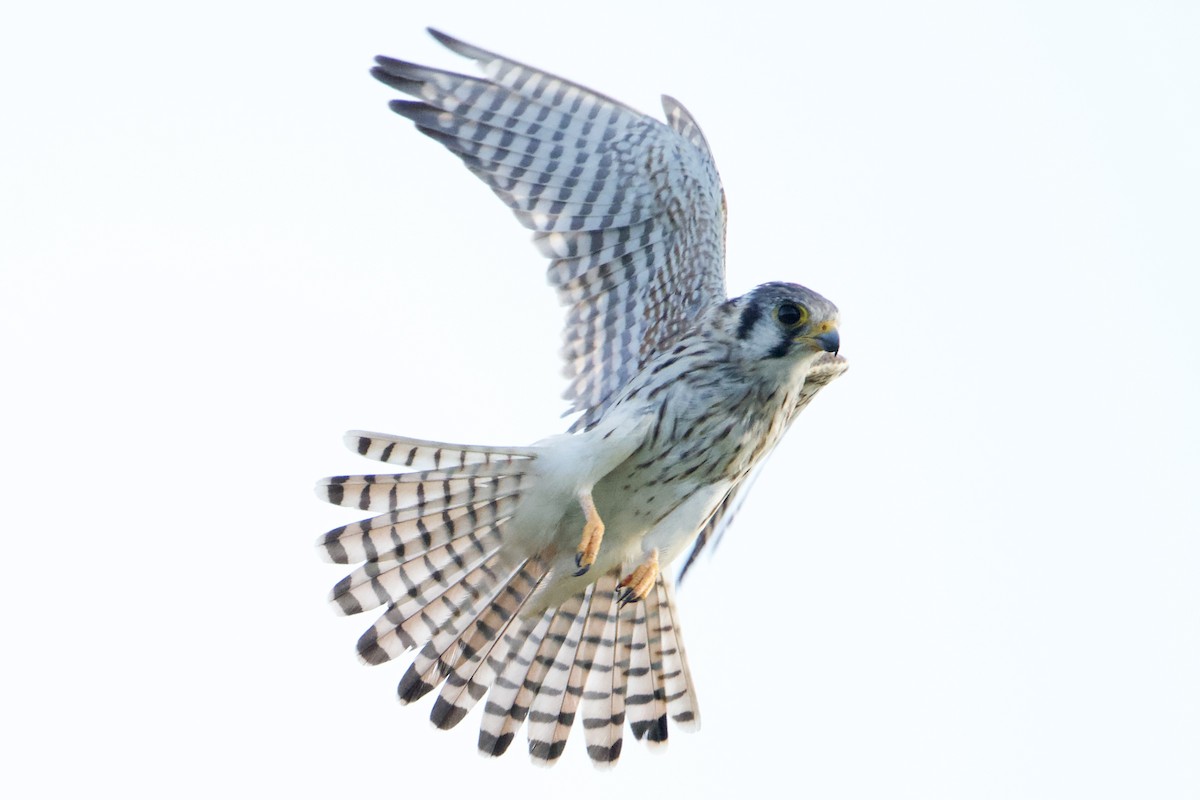 American Kestrel - ML642729767