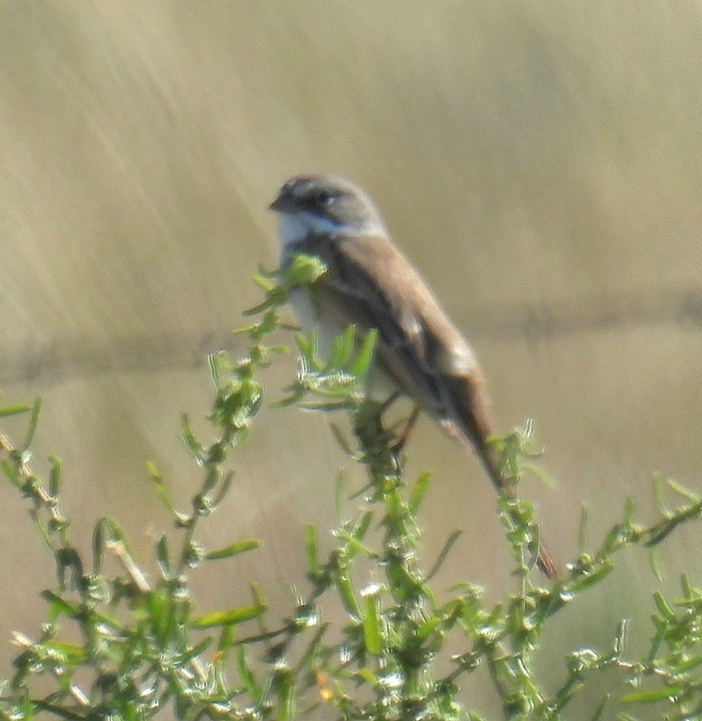 Sagebrush Sparrow - ML642729768