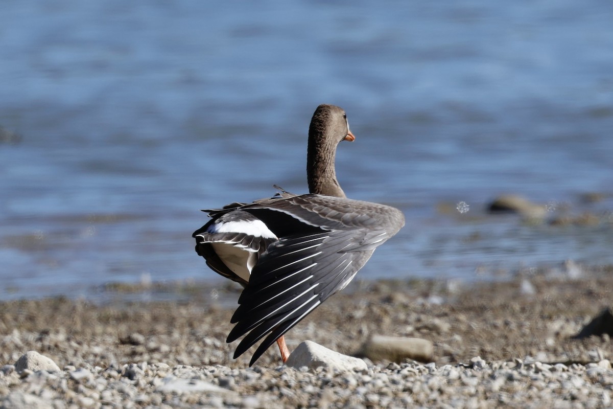 Greater White-fronted Goose - ML642729771