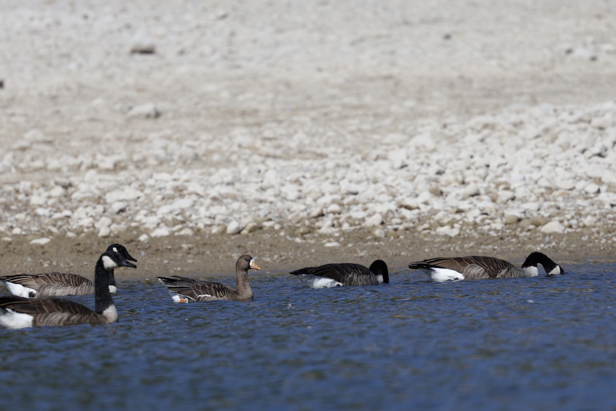 Greater White-fronted Goose - ML642729772