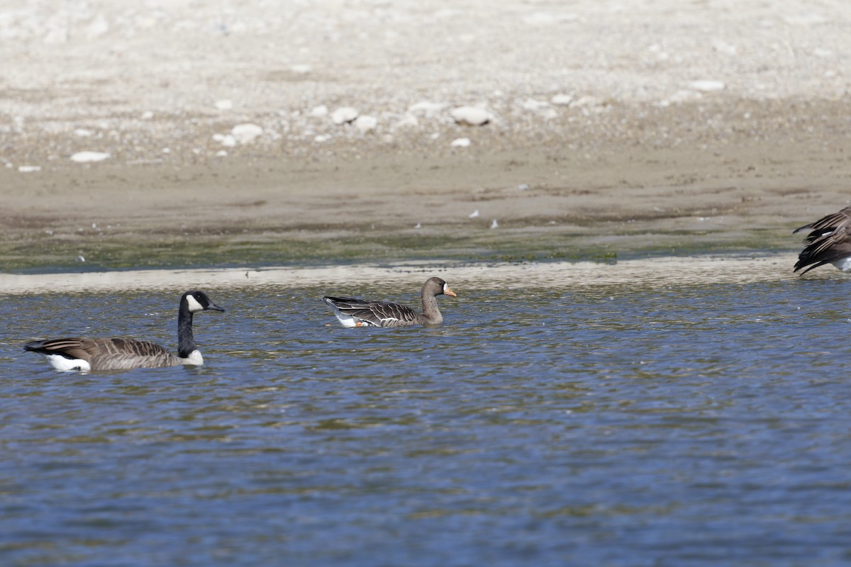 Greater White-fronted Goose - ML642729773