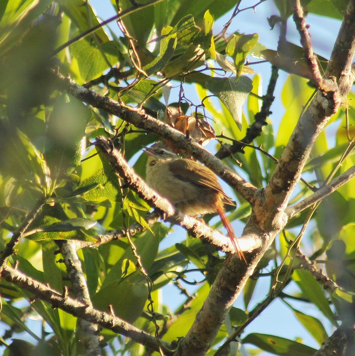 Olive Spinetail - ML642729782