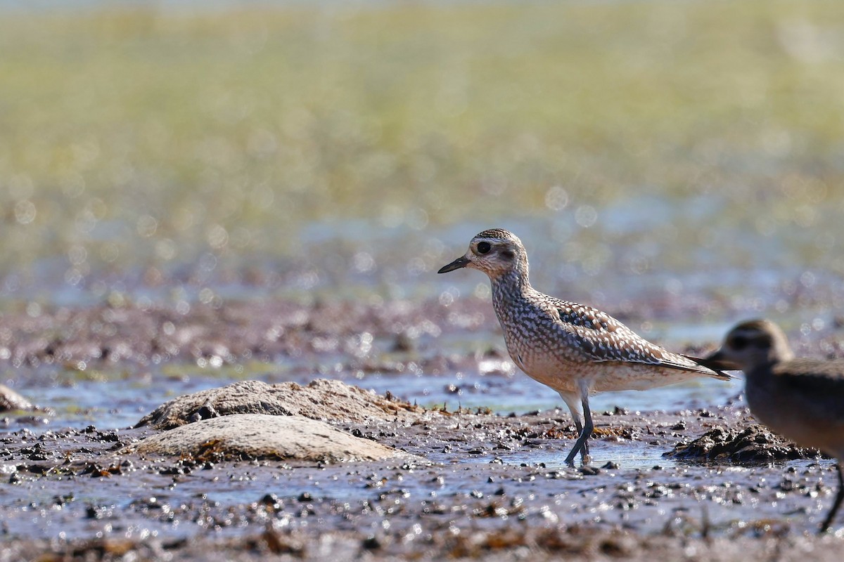 American Golden-Plover - ML642729783
