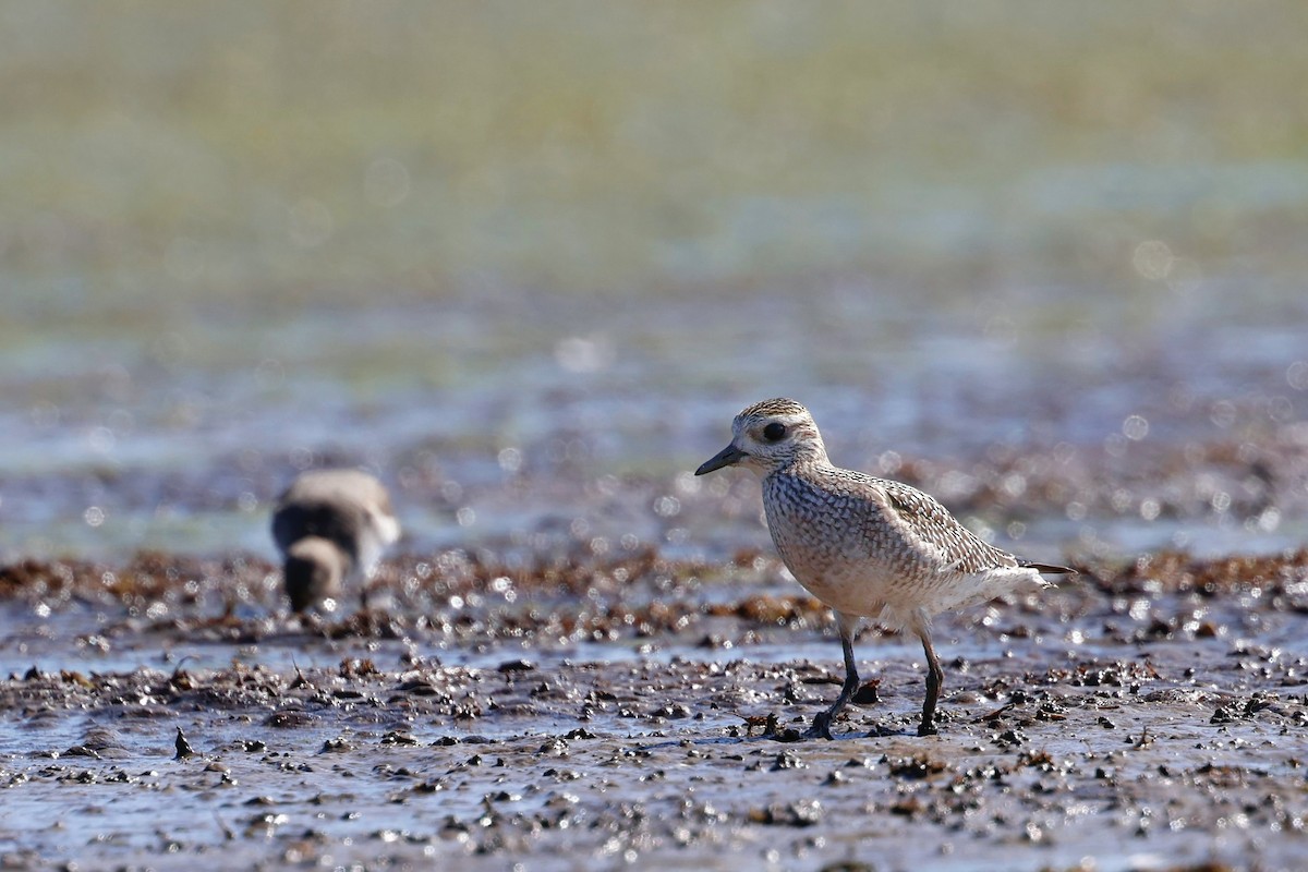 American Golden-Plover - ML642729784