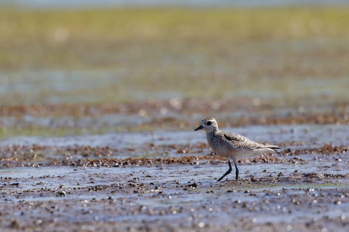 American Golden-Plover - ML642729785