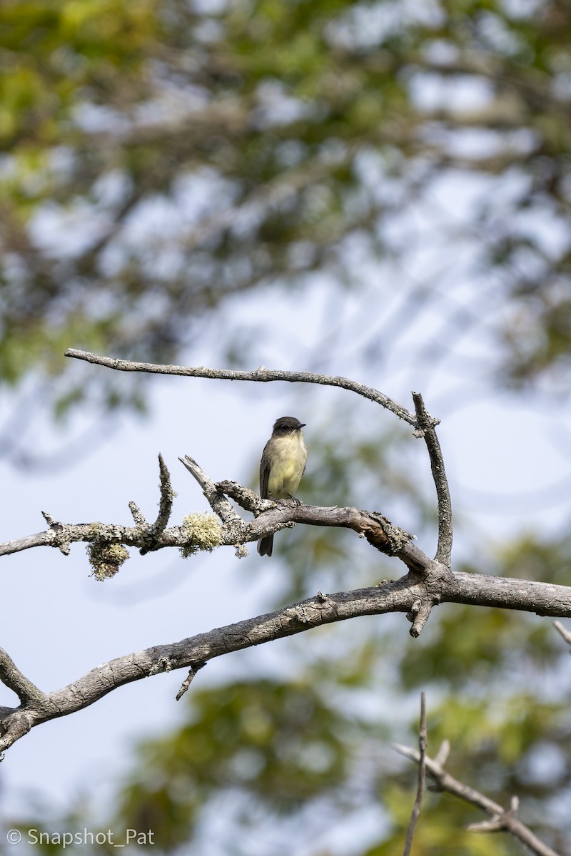 Eastern Phoebe - ML642729895