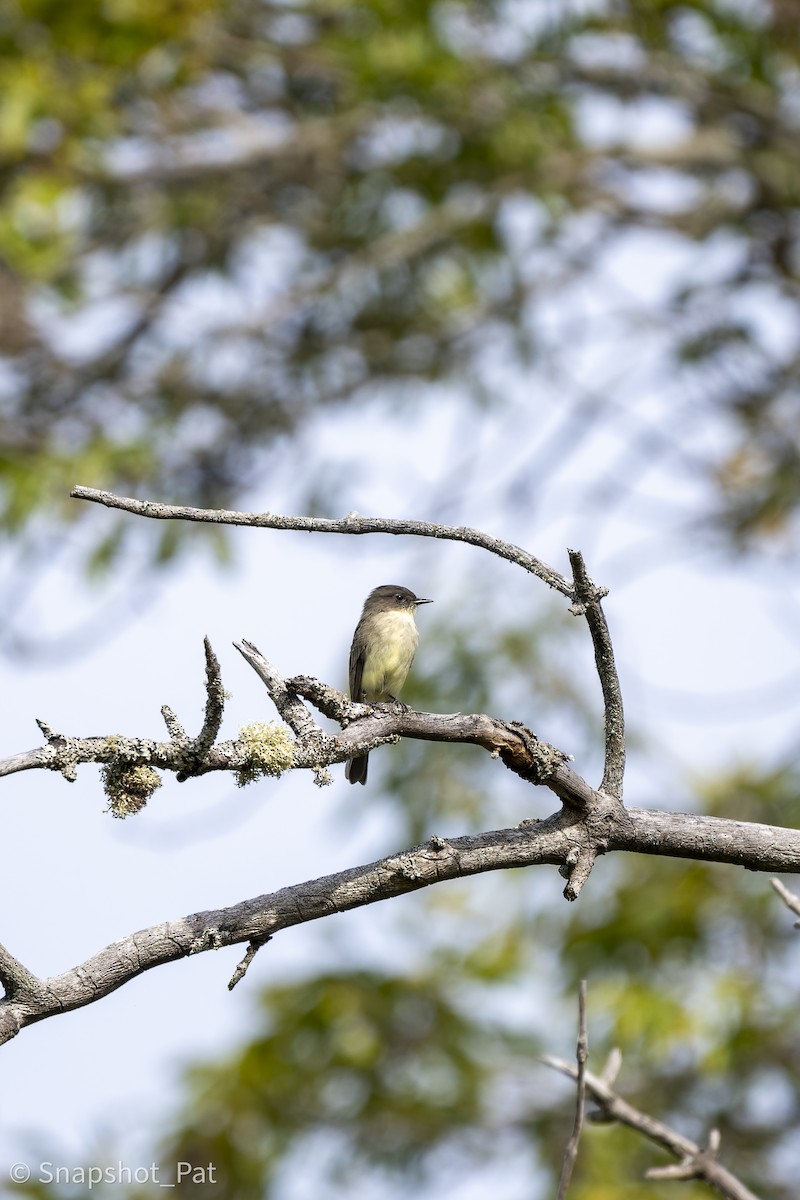 Eastern Phoebe - ML642729896