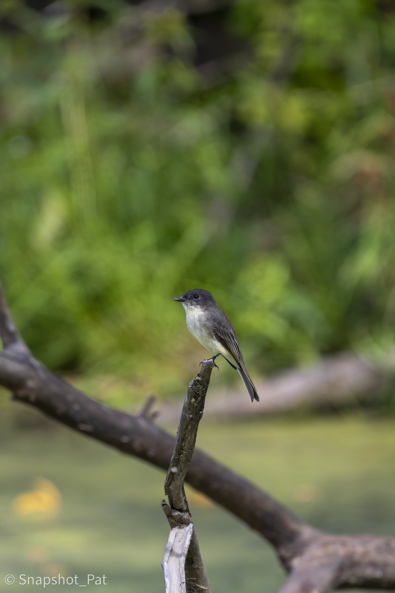 Eastern Phoebe - ML642729897