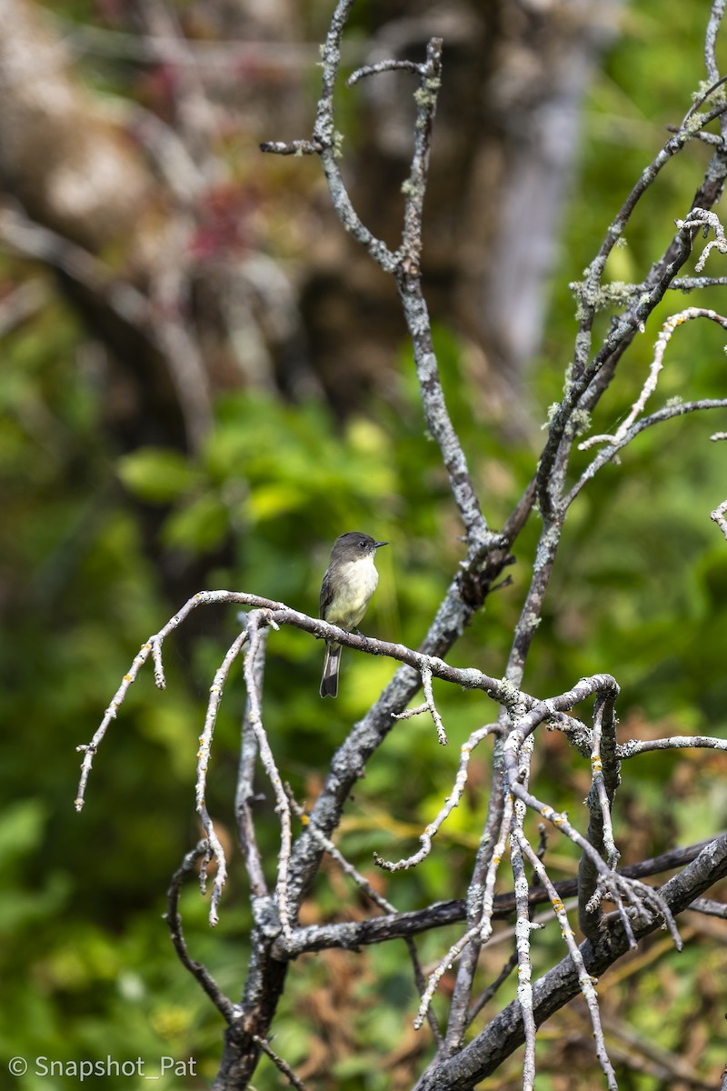 Eastern Phoebe - ML642729898