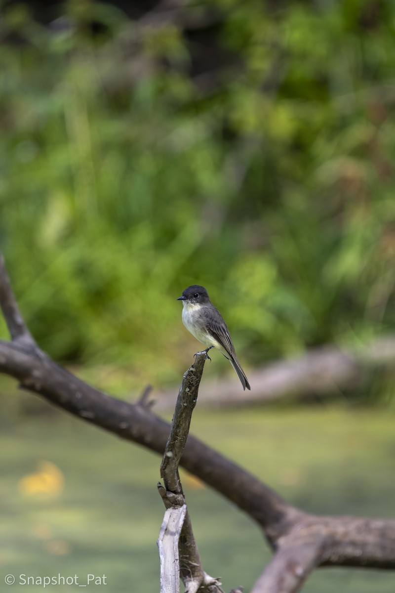 Eastern Phoebe - ML642729899