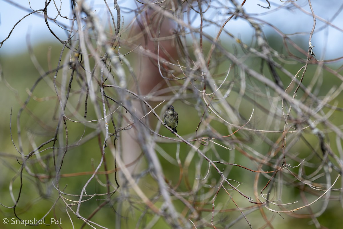 Eastern Phoebe - ML642729901