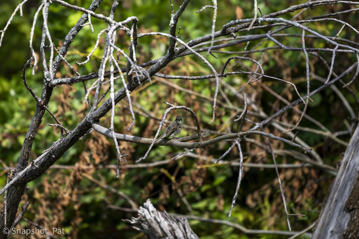 Eastern Phoebe - ML642729902