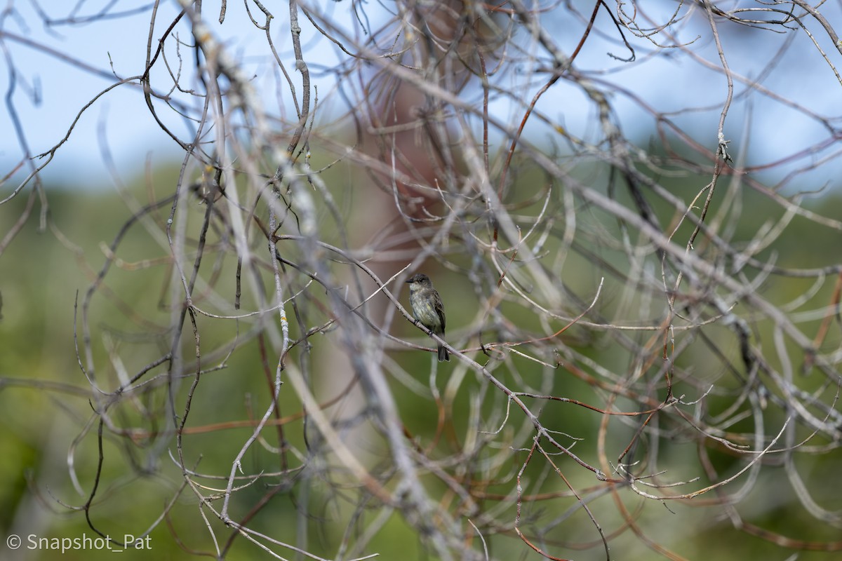Eastern Phoebe - ML642729903