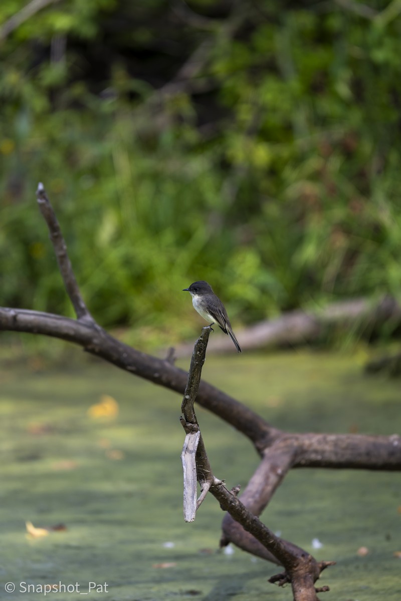 Eastern Phoebe - ML642729904