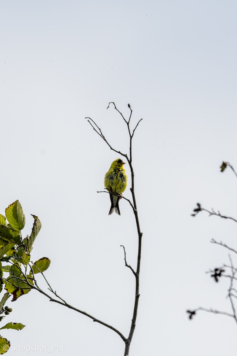 American Goldfinch - ML642729916