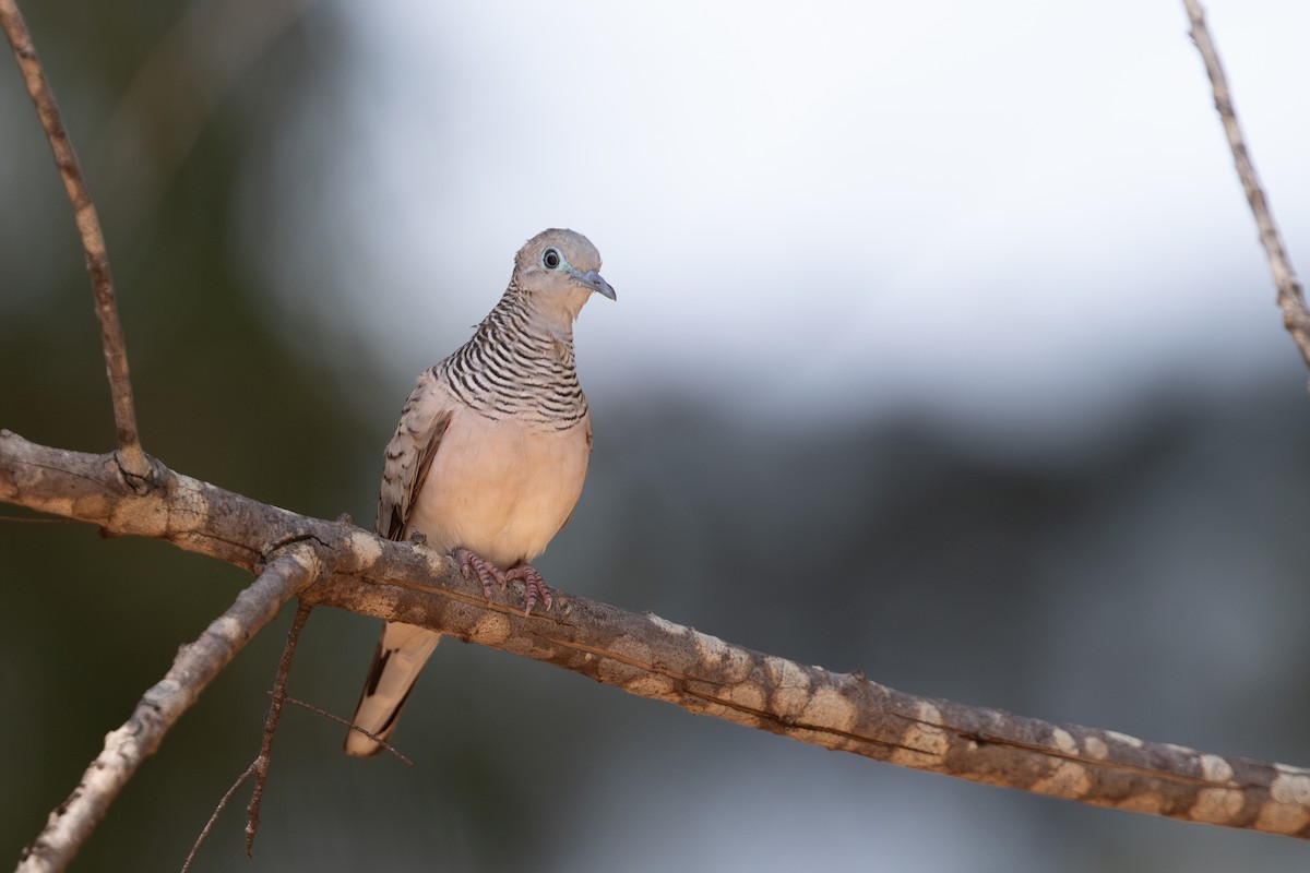 Peaceful Dove - ML642729924