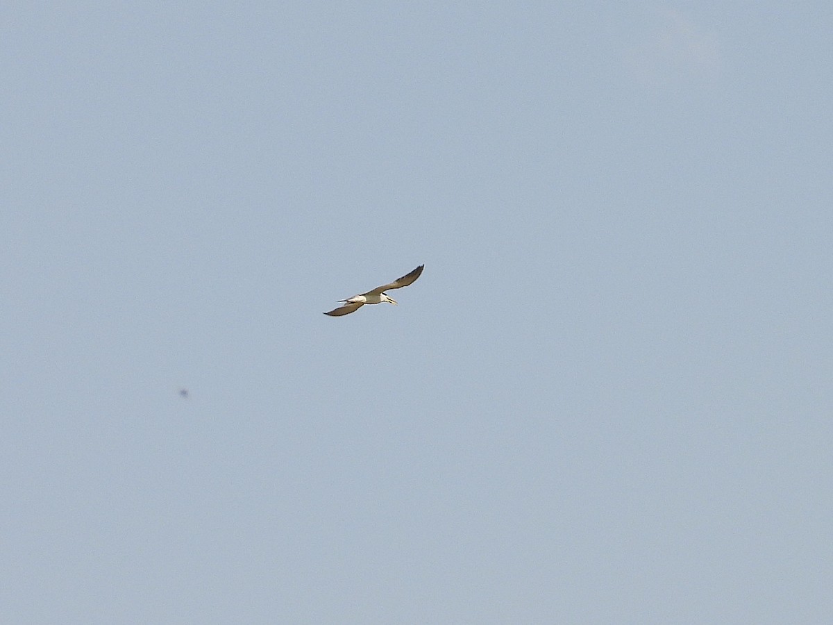 Yellow-billed Tern - ML642729929