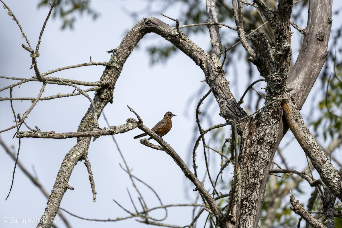 American Robin - ML642729933