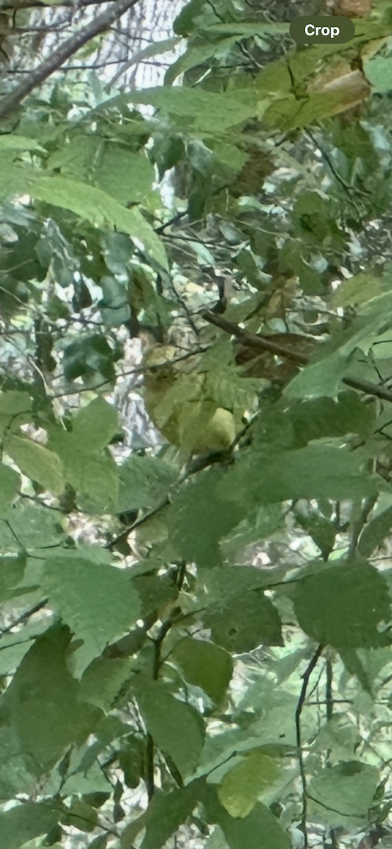 Western Tanager - ML642729968