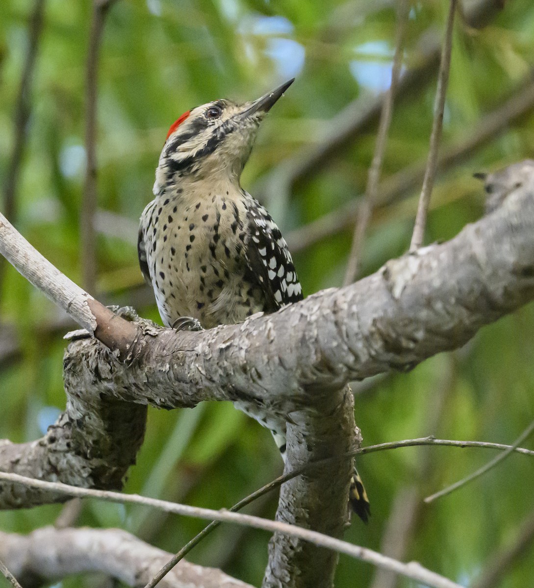 Ladder-backed Woodpecker - ML642729981