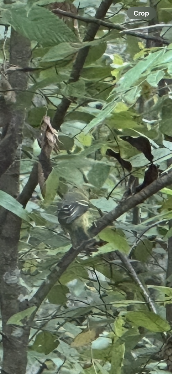 Western Tanager - ML642729987