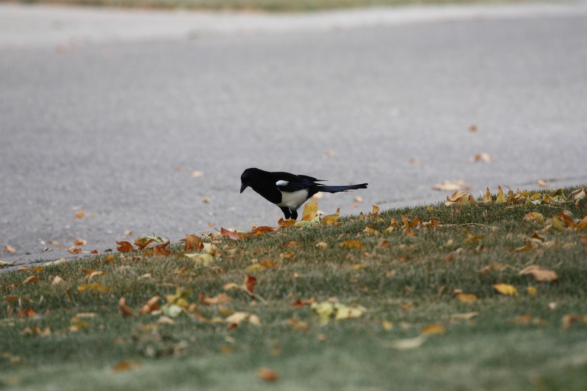Black-billed Magpie - ML642729995