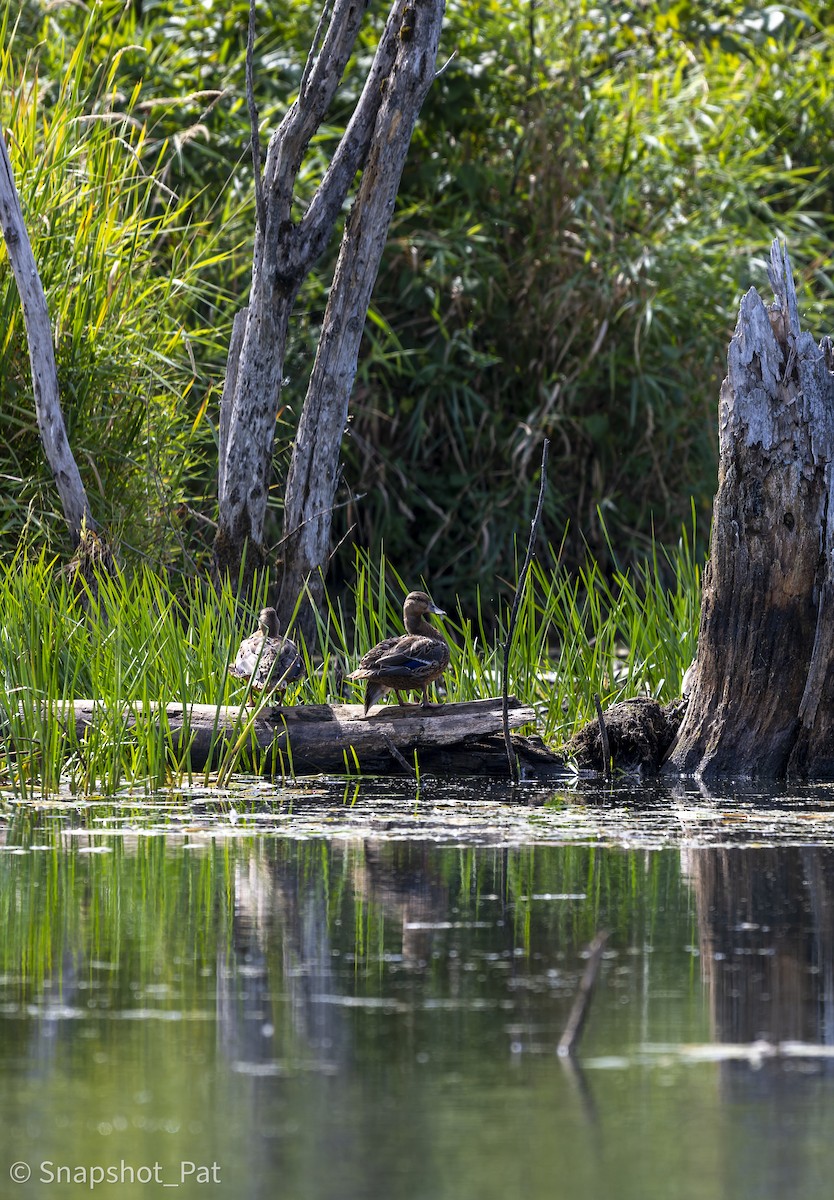 Mallard - ML642730025