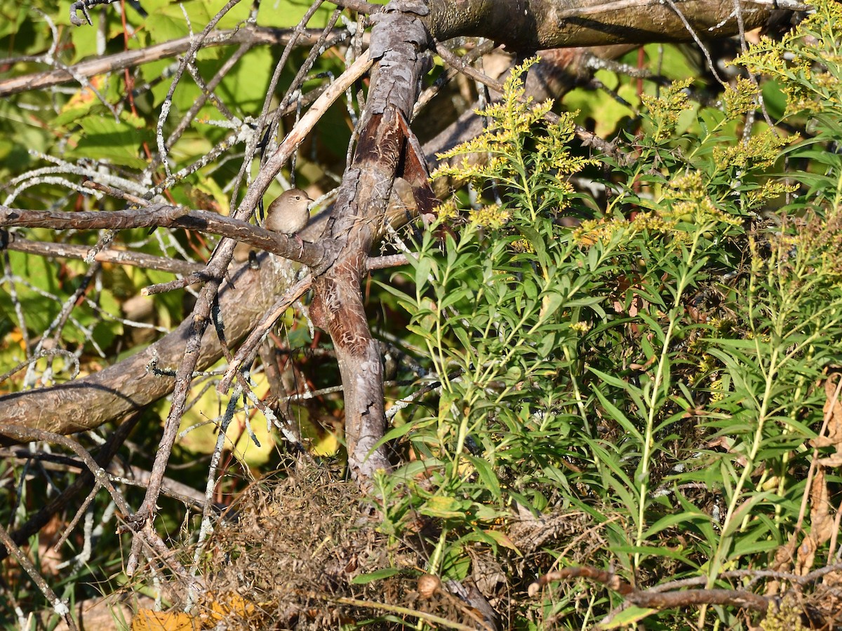 Northern House Wren - ML642730045