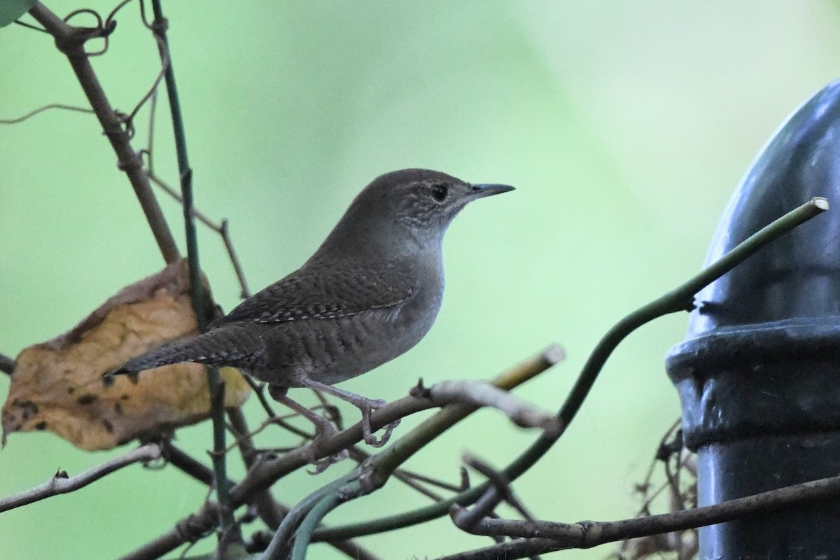 Northern House Wren - ML642730071