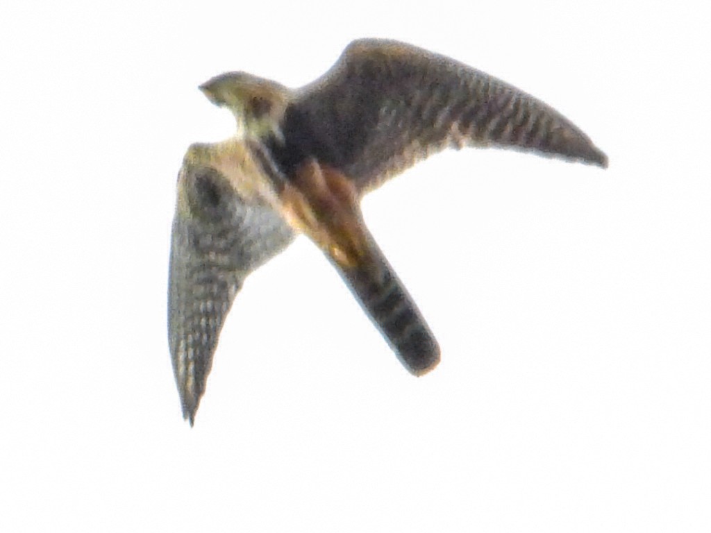 ostříž aplomado - ML642730076