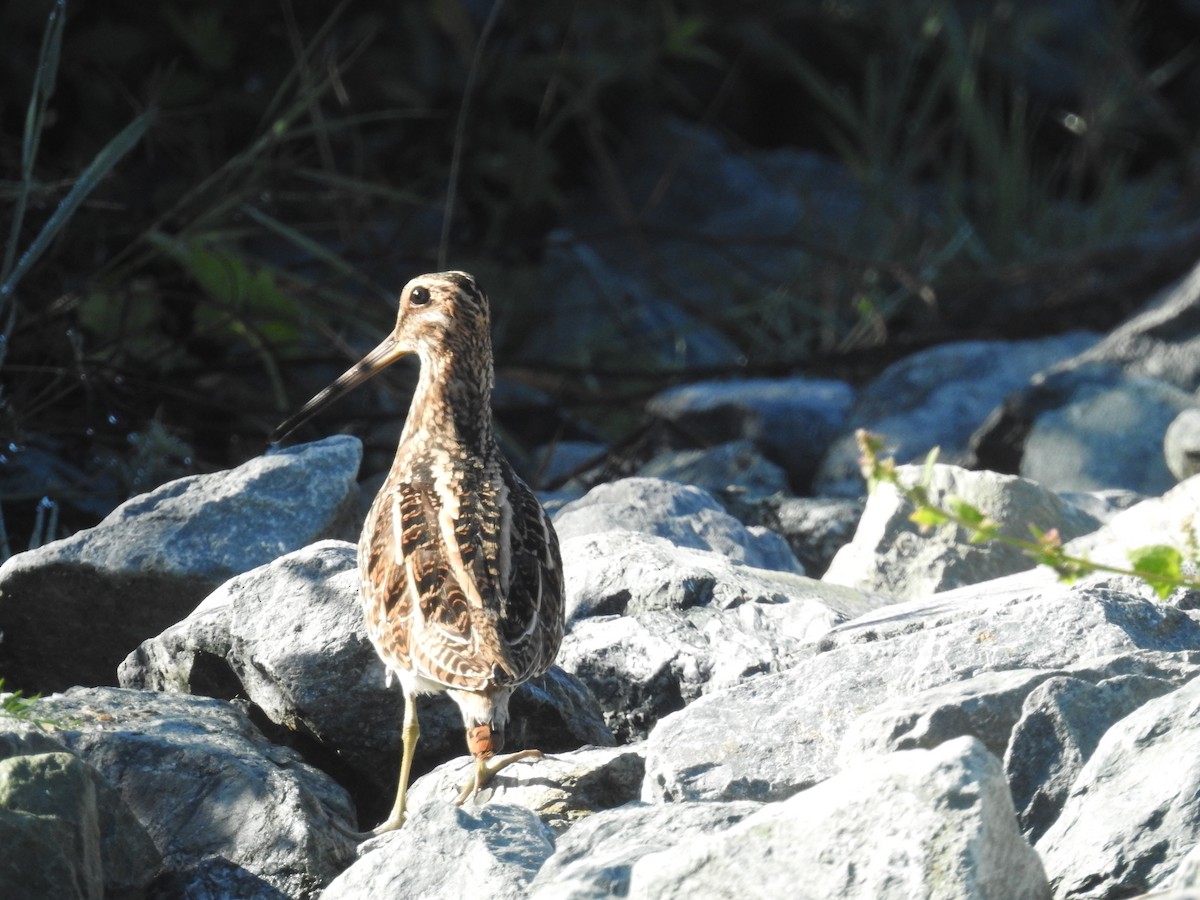 Wilson's Snipe - ML642730085