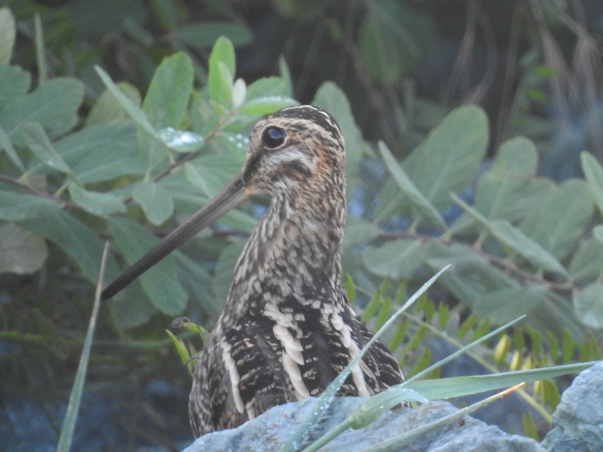 Wilson's Snipe - ML642730086